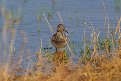 Bird on a lake