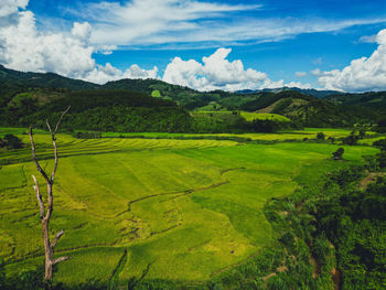 Scenic view of agricultural field against sky