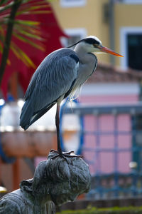 Close-up of bird