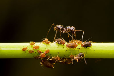 Close-up of ant on plant over black background