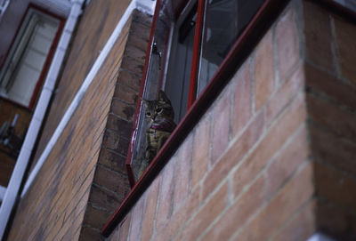 Cat looking through window