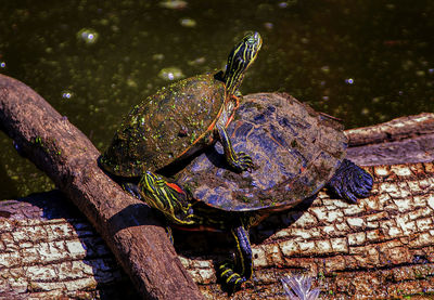 Close-up of turtle in water