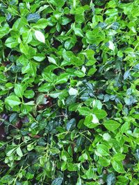 Full frame shot of green leaves