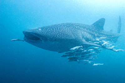 animal