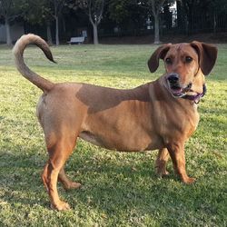 Dog on grass