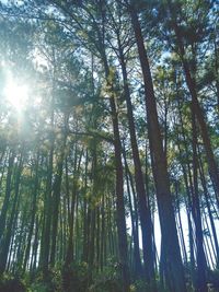 Low angle view of sunlight streaming through trees in forest