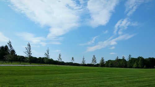 Trees on grassy field