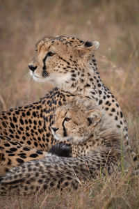 Cheetah with cub sitting in forest