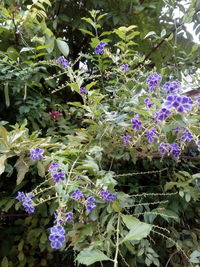 Close-up of purple flowering plants