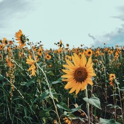 Sunflower blooming in field