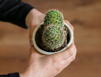 Cropped hands holding potted plant