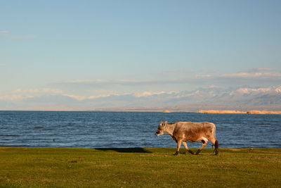 Cow near issy kul lakeshore. balykchy. kyrgyzstan