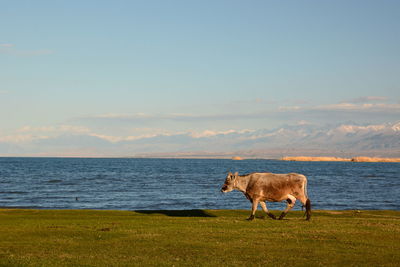 Horse standing on field by sea against sky