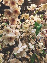 Close-up of white flowers on tree