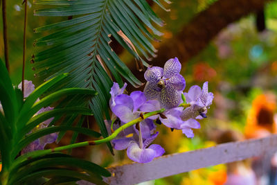 Close-up of purple flowers blooming outdoors