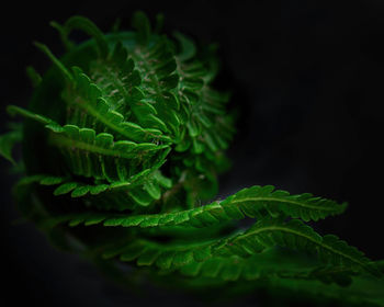 Natural background of green fern on a dark background close-up