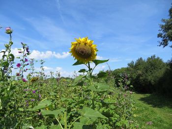 Close-up of flowering plants on field against sky