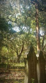 Trees in cemetery