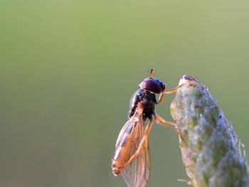 Close-up of insect on flower