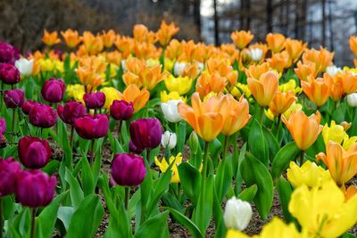 Close-up of tulips blooming in field