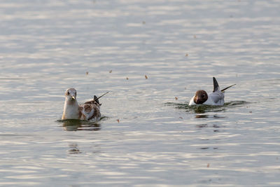 View of ducks swimming in lake