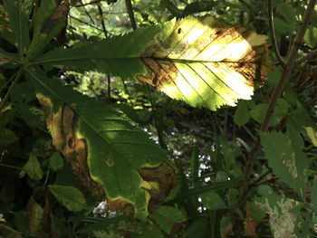 Low angle view of leaves on tree