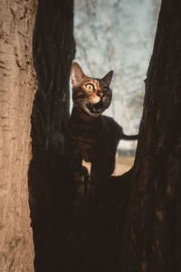 Cat on tree trunk