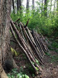 Trees in forest