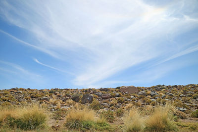 Paja ichu or peruvian feather grass, amazing desert plants in atacama desert of northern chile