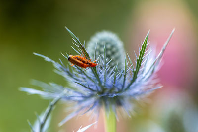 Rhagonycha fulva or rufous softfoot on a blue eryngium flower