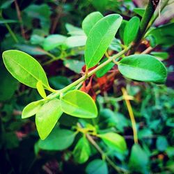 Close-up of green leaves