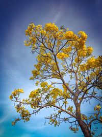 Low angle view of tree against sky