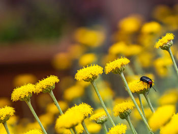 Close-up of insect on yellow flower