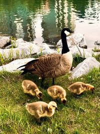 Ducks by lake