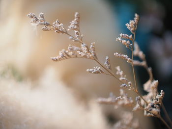 Close-up of snow on plant