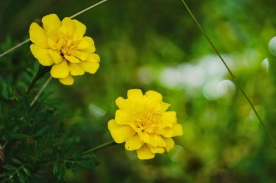 Close-up of yellow flowers