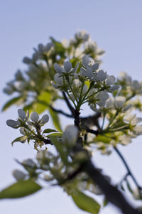 Close-up of leaves against blurred background