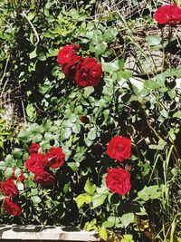 Close-up of red rose against plants