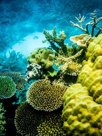 Close-up of coral swimming in sea