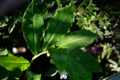 Close-up of fresh green leaves