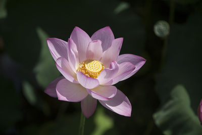 Close-up of water lily in pond