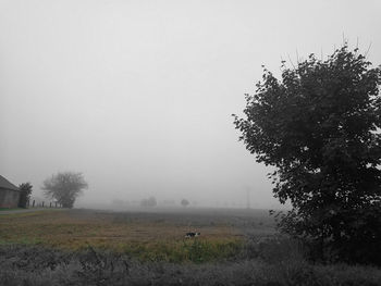 Trees on grassy field against sky during foggy weather