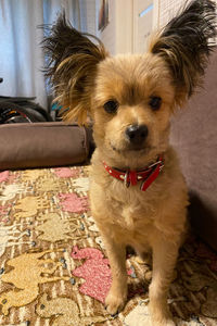 Portrait of dog sitting on sofa at home