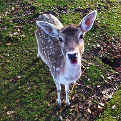 Portrait of deer standing on field