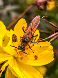 Close-up of insect on yellow flower