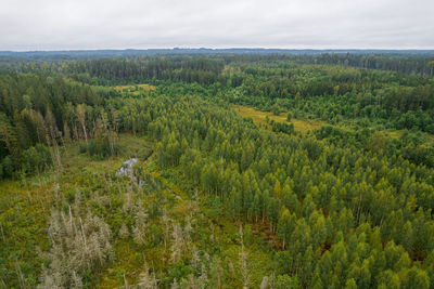 Aerial view from drone on bogs, gallant old pine and young birch forests in different colors 