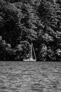 Sailboat sailing on sea in forest