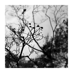 Close-up of silhouette tree against sky