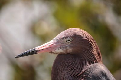 Close-up of a bird