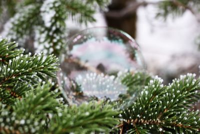 Close-up of pine tree during winter